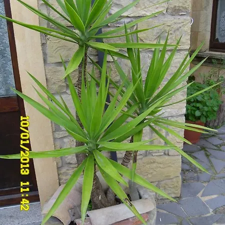 Sa Dom'e Forru Bed & Breakfast Collinas